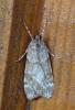 Scoparia sp.